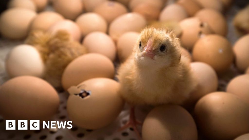 France to ban mass culling of male chicks