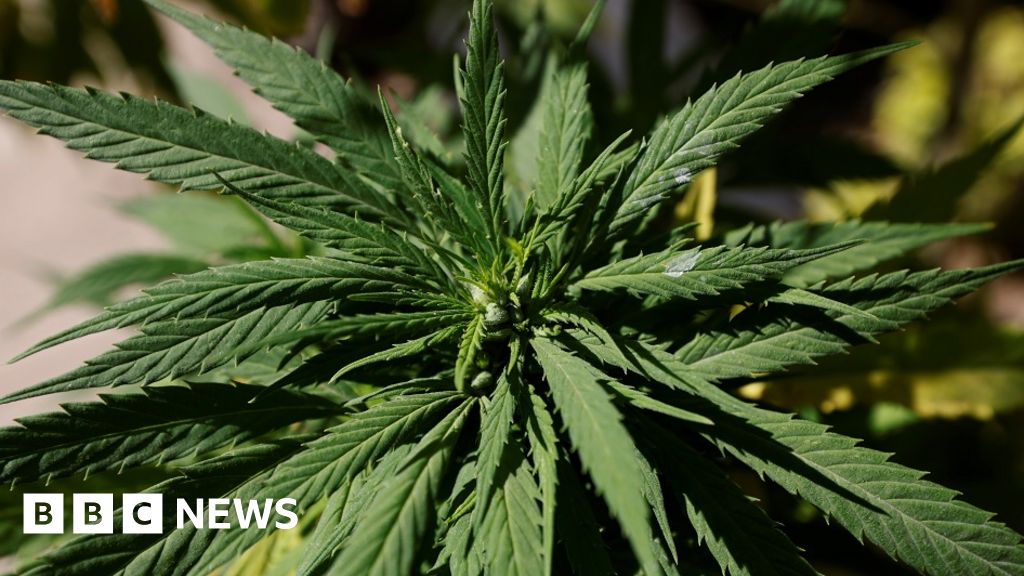 Vista City Council takes first step toward adult-use marijuana - The Coast  News Group