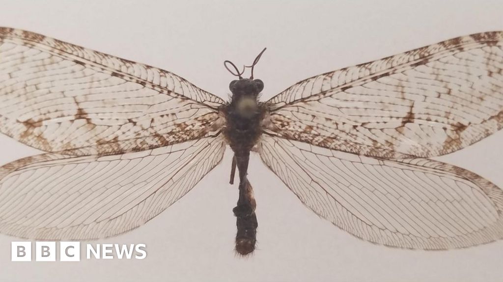 Bug langka dari periode Jurassic ditemukan di Arkansas Walmart