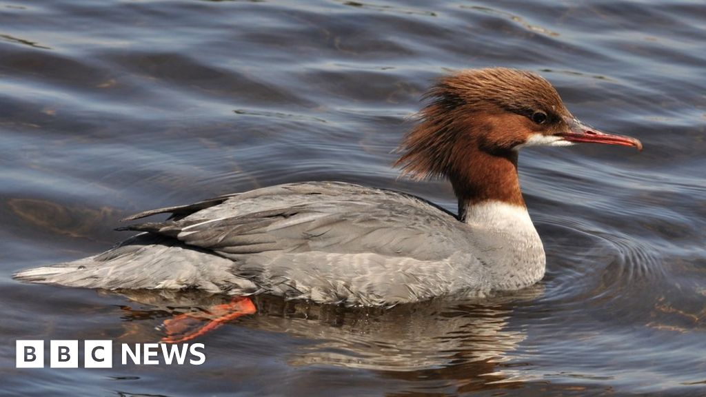 Protected goosander shot on River Tweed BBC News