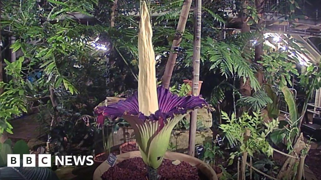 Titan arum Plant with 'rotting flesh' smell flowers BBC News