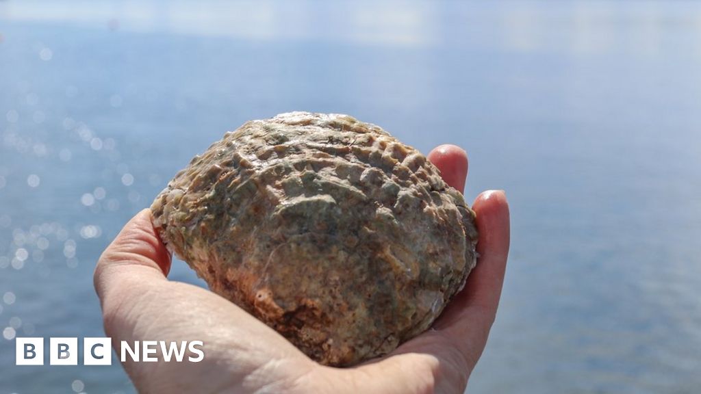 Native oysters reintroduced into Firth of Clyde
