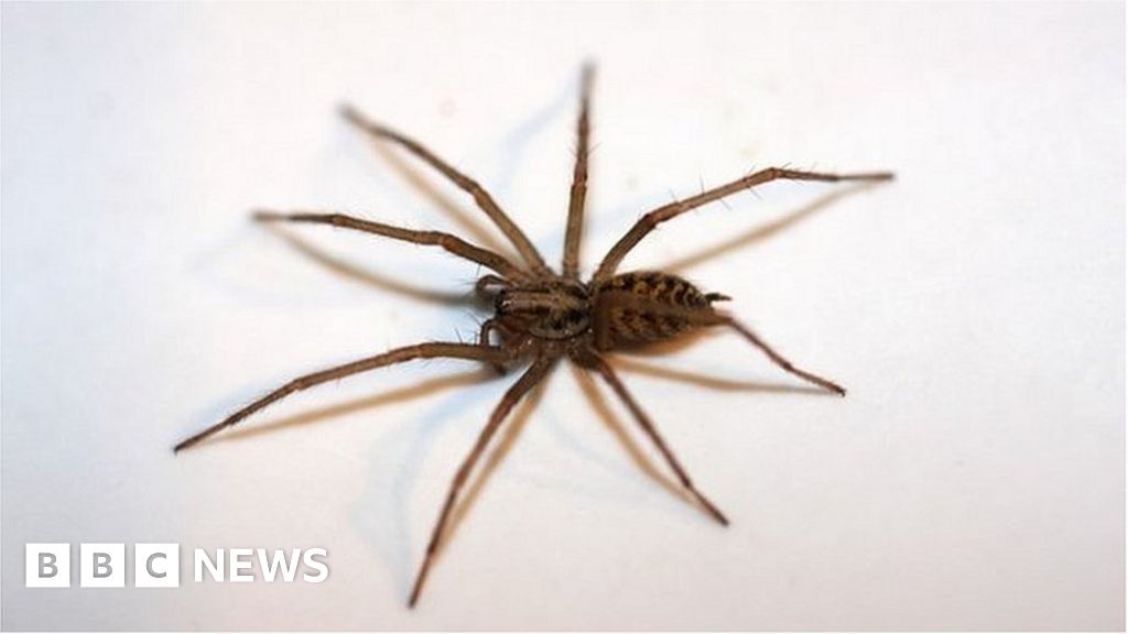 House spider