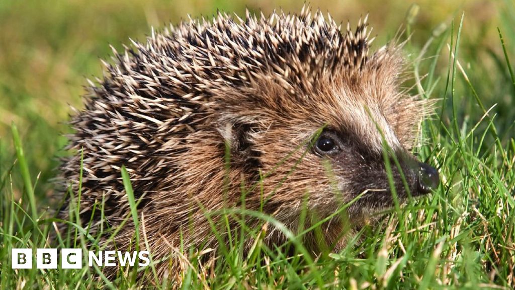 Antibiotic-resistant superbug evolved on hedgehogs
