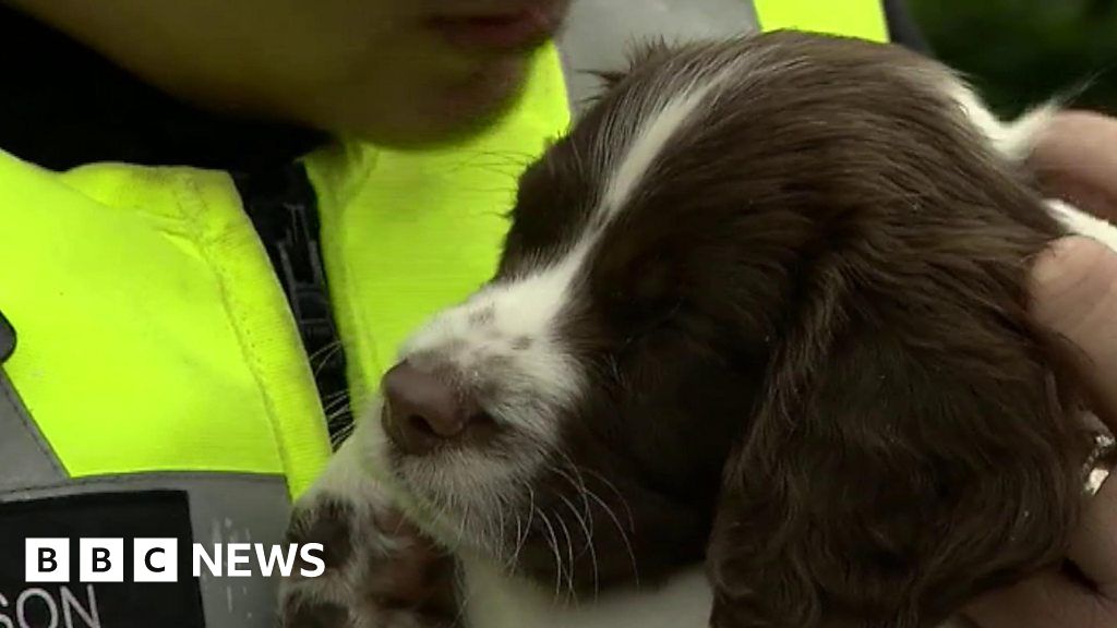 Police Dog Named Bobby In Honour Of Birmingham Boy BBC News