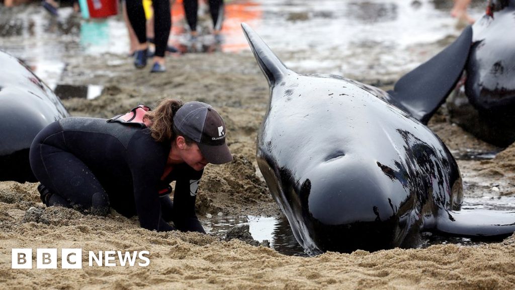 New Zealand Whales: Hundreds Refloat On High Tide At Farewell Spit ...