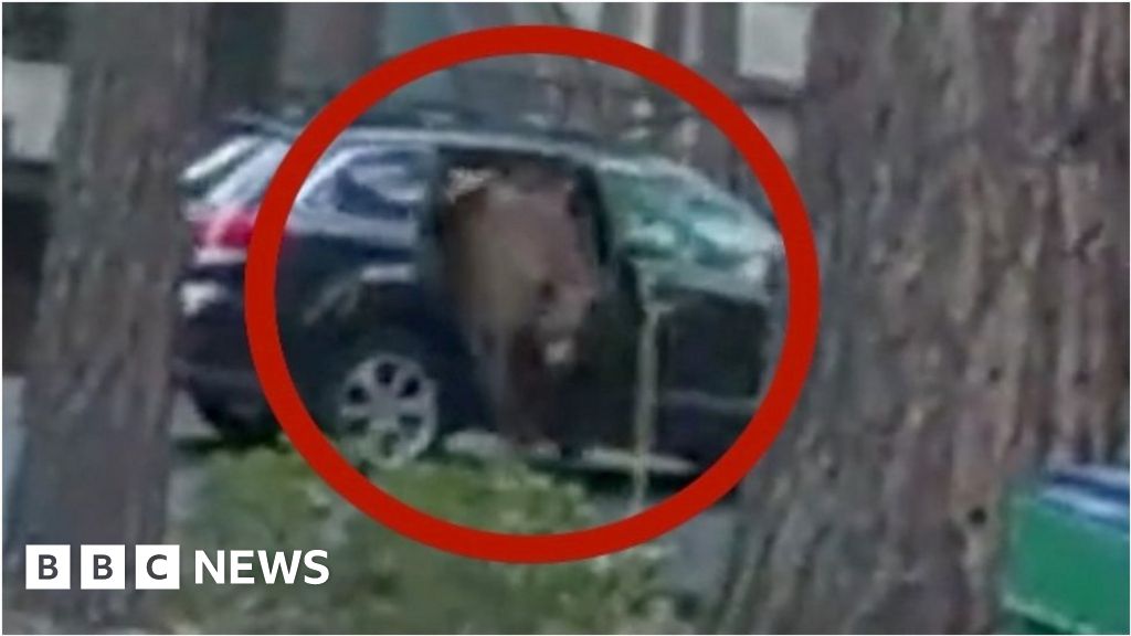 See how police freed a bear trapped inside a car