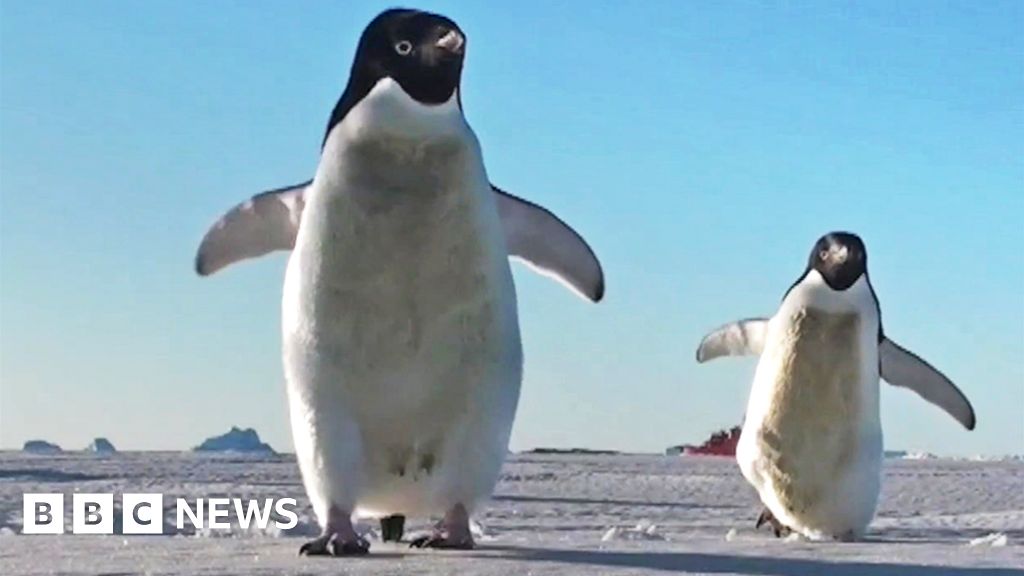 how-too-much-ice-triggered-dramatic-penguin-decline