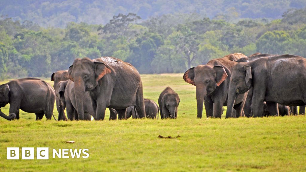 Sri Lanka elephants: 'record number' of deaths in the year 2019