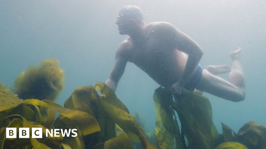 Plymouth’s kelp forest to be dedicated to the Queen