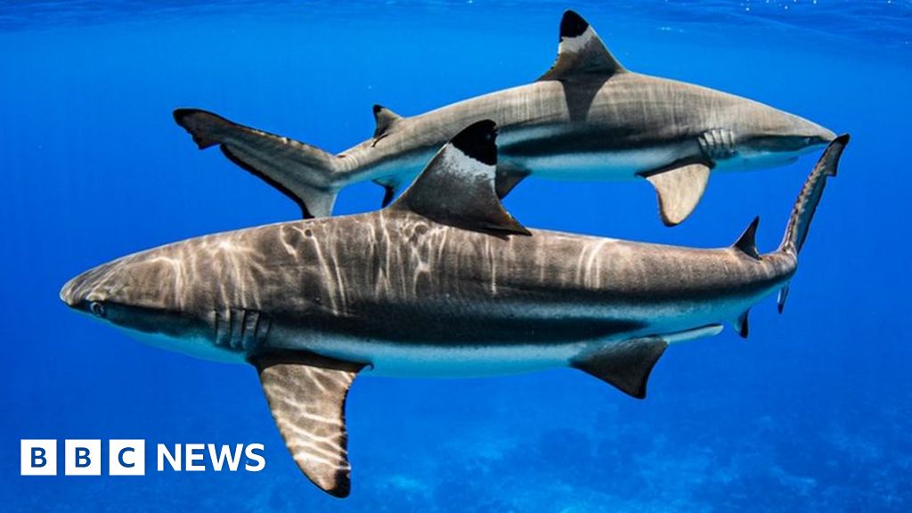caja de cartón León sucesor Landmark vote' gives boost to threatened sharks - BBC News