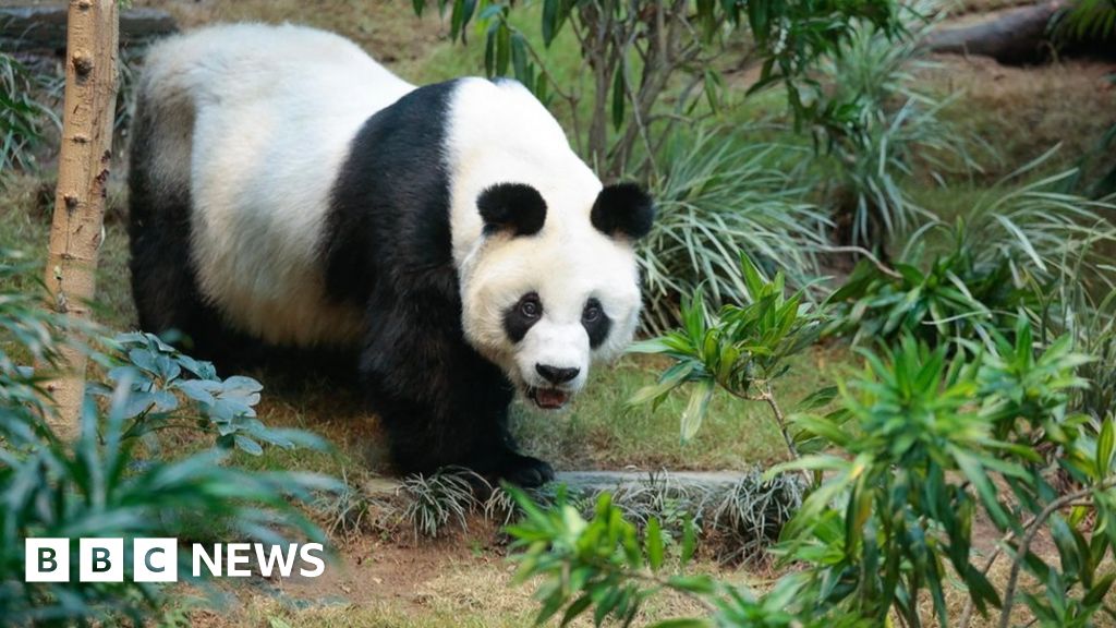 World’s oldest male giant panda in captivity dies in Hong Kong zoo