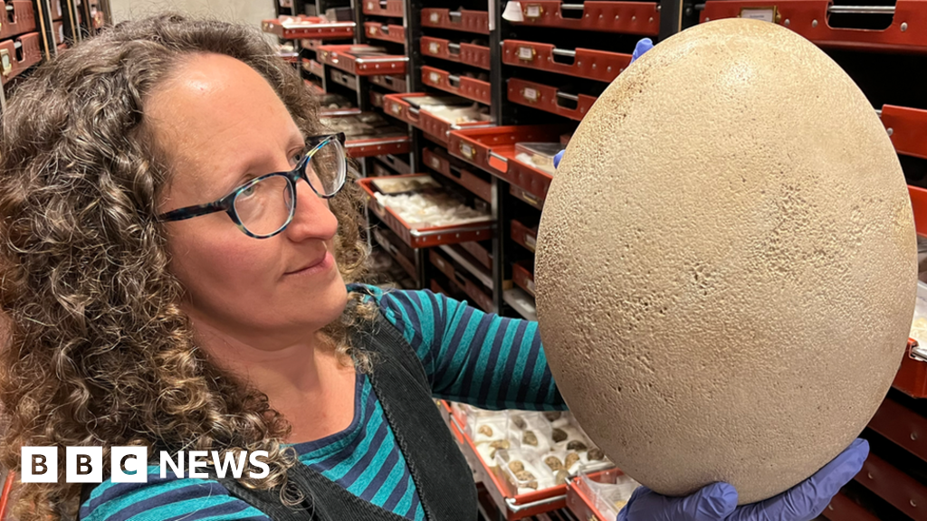 Leeds: Visitors to get glimpse of one of world's biggest eggs
