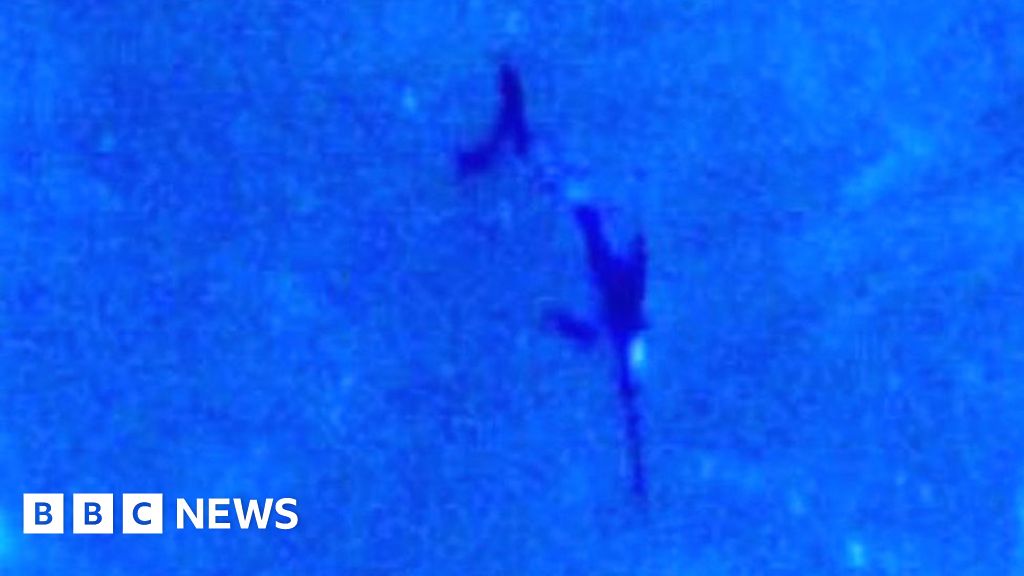 Rare sighting of swordfish in Scottish waters off Inverbervie