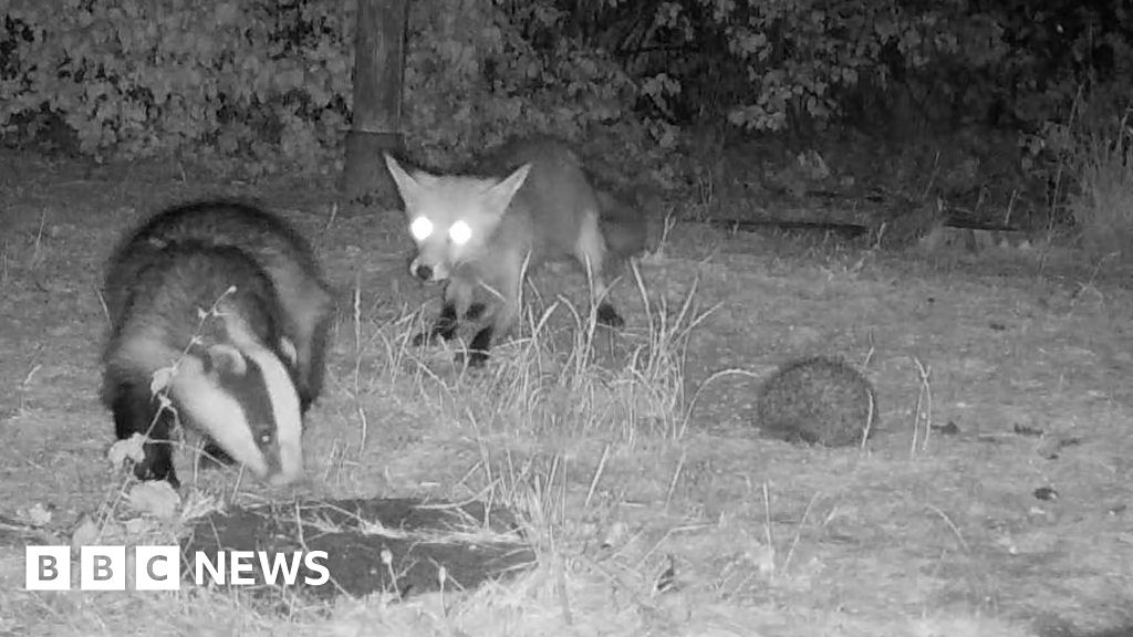 Fox and badger have stand-off over food