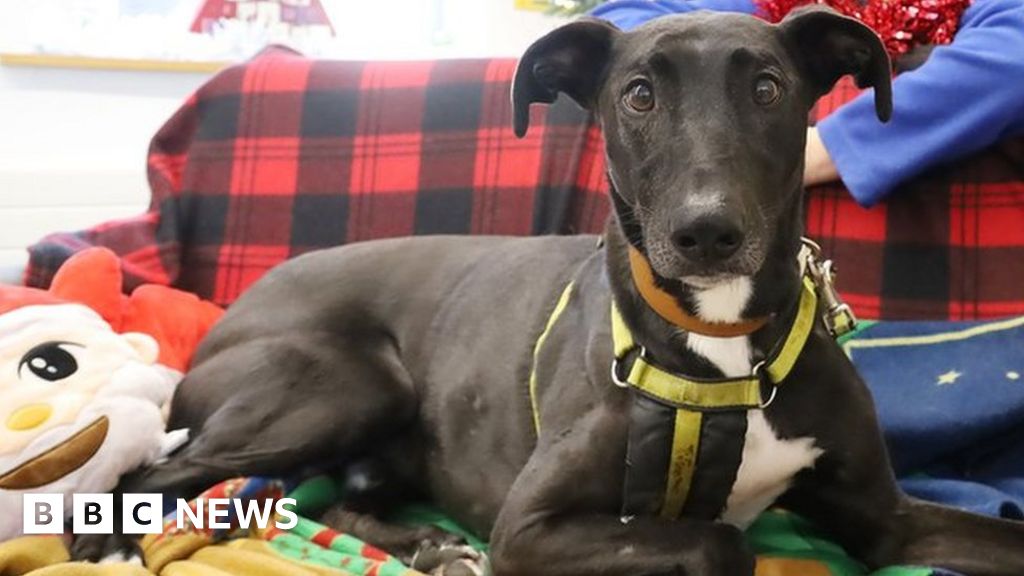 Leeds Dogs Trust 'most overlooked' dog hoping for Christmas miracle