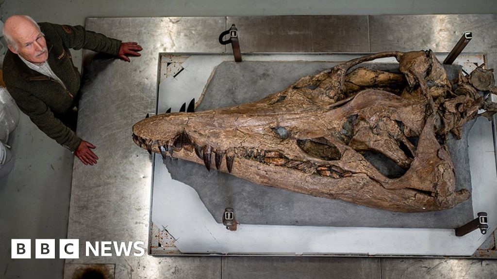The 2m-long fossil is one of the most complete specimens of its type ever discovered and is giving new insights into this ancient predator. "It&#