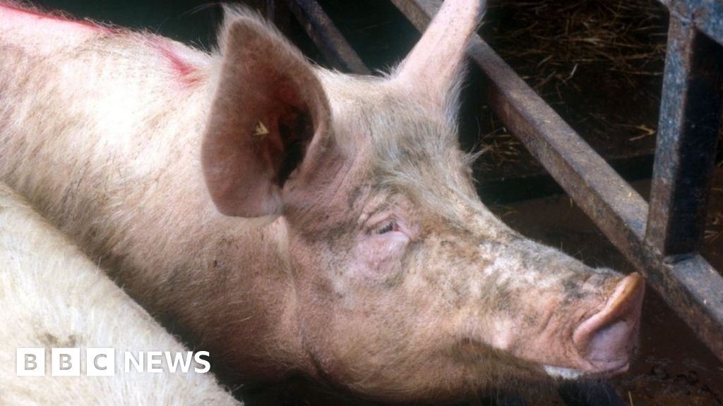 African Swine Fever threat prompts UK border limits on pork