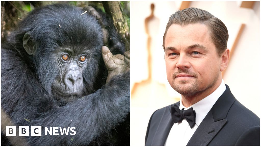 Leonardo DiCaprio joins DR Congo gorilla park campaign after attack - BBC N