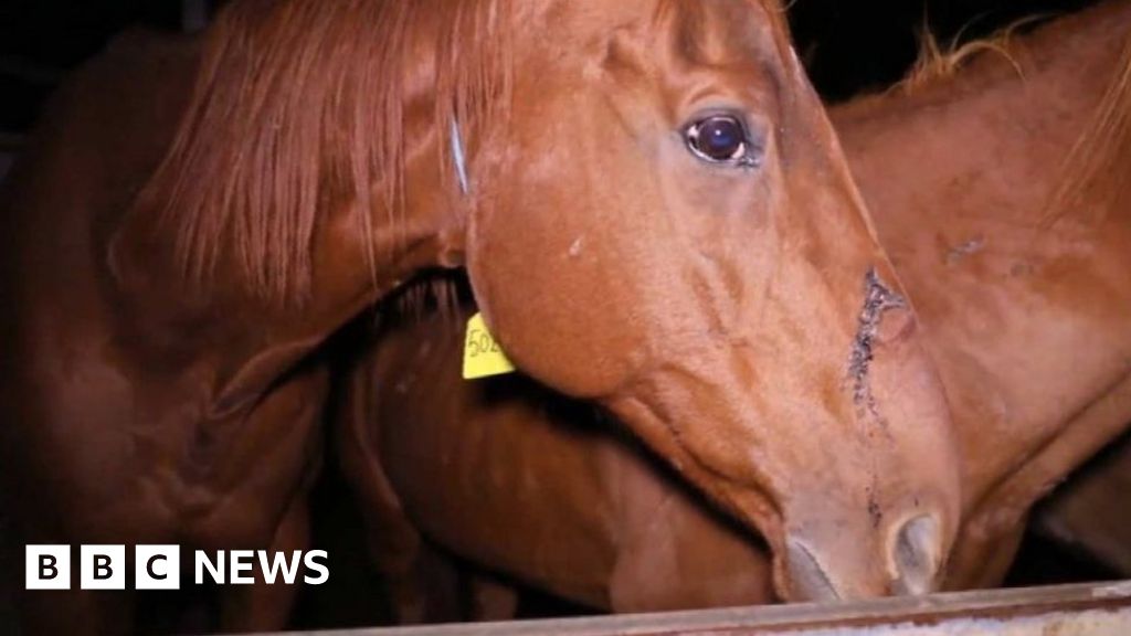 Australian racehorse slaughter allegations prompt investigation