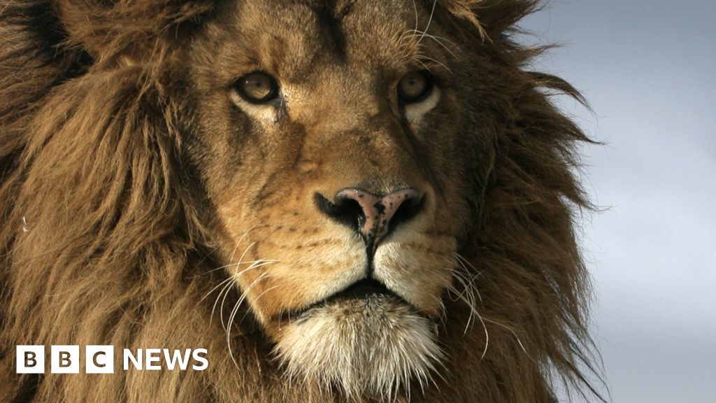 The Lion A Victim Of Its Own Power c News