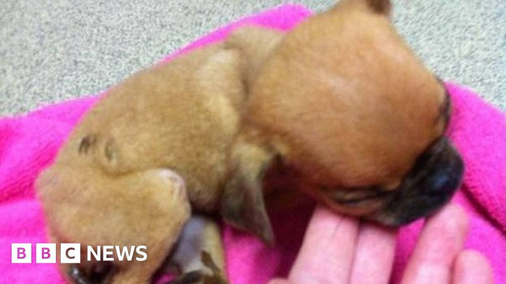 Appeal after Chihuahua puppy 'left to die' in layby