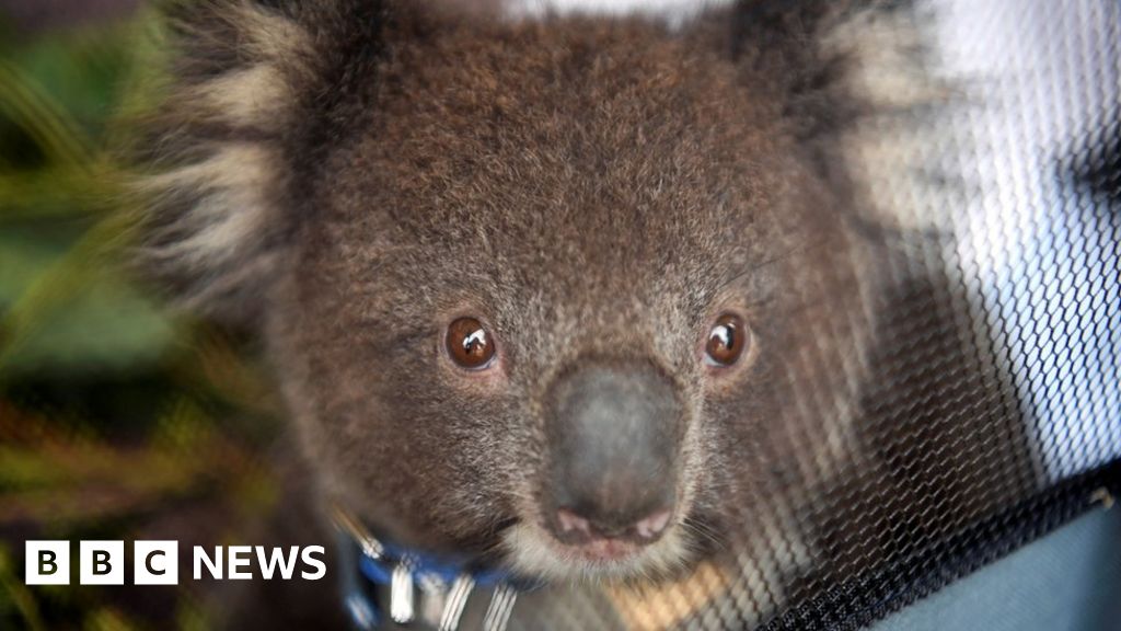 Koalas Found Dead On Australia Logging Plantation Bbc News