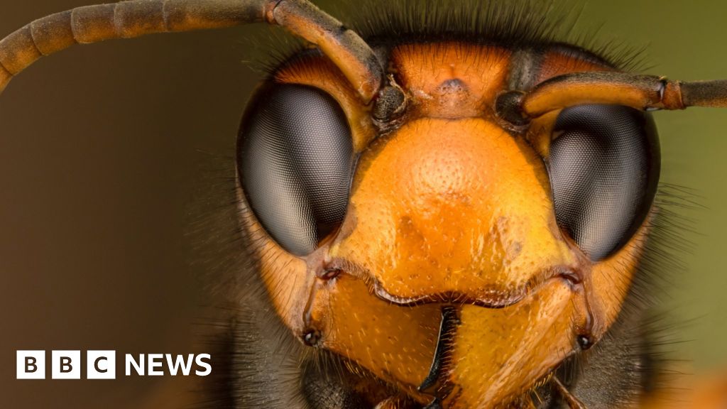 UK bees in danger as Asian hornet sightings rise