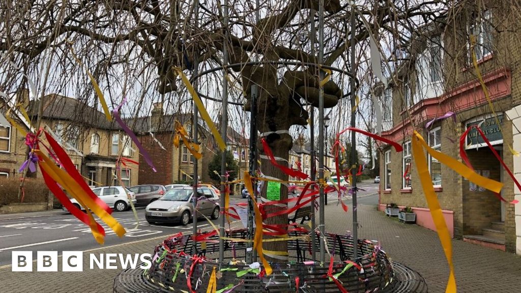 Chris Packham in bid to save East Cowes umbrella tree BBC News