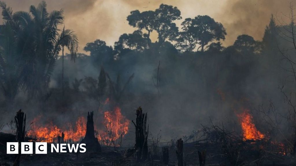 Deforestation: EU law bans goods linked to destruction of trees