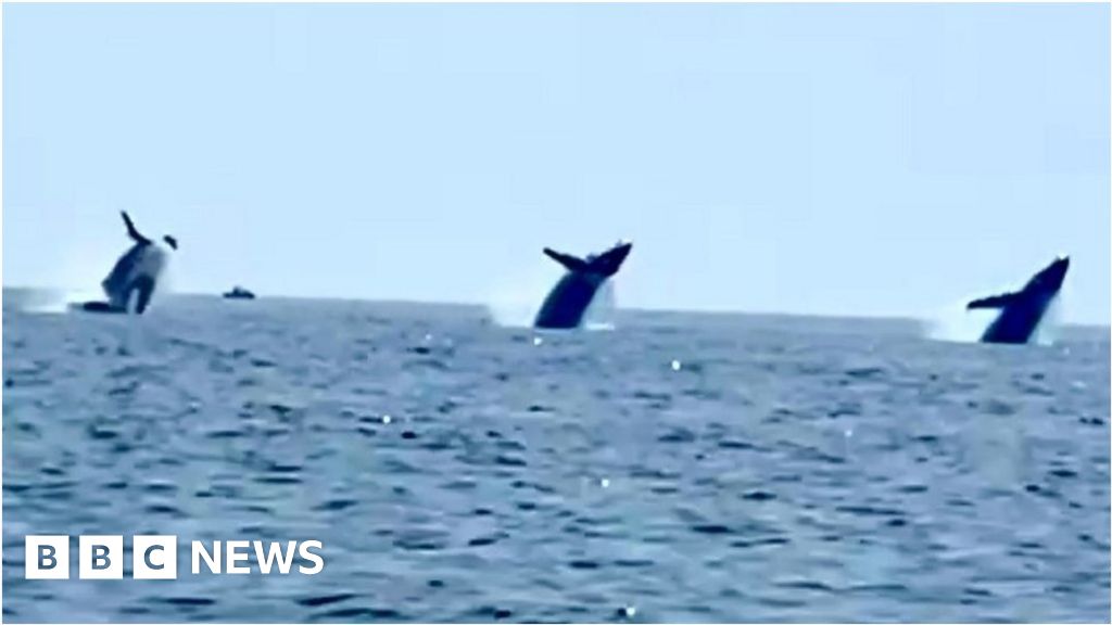 Watch ‘epic’ moment three whales breach in unison