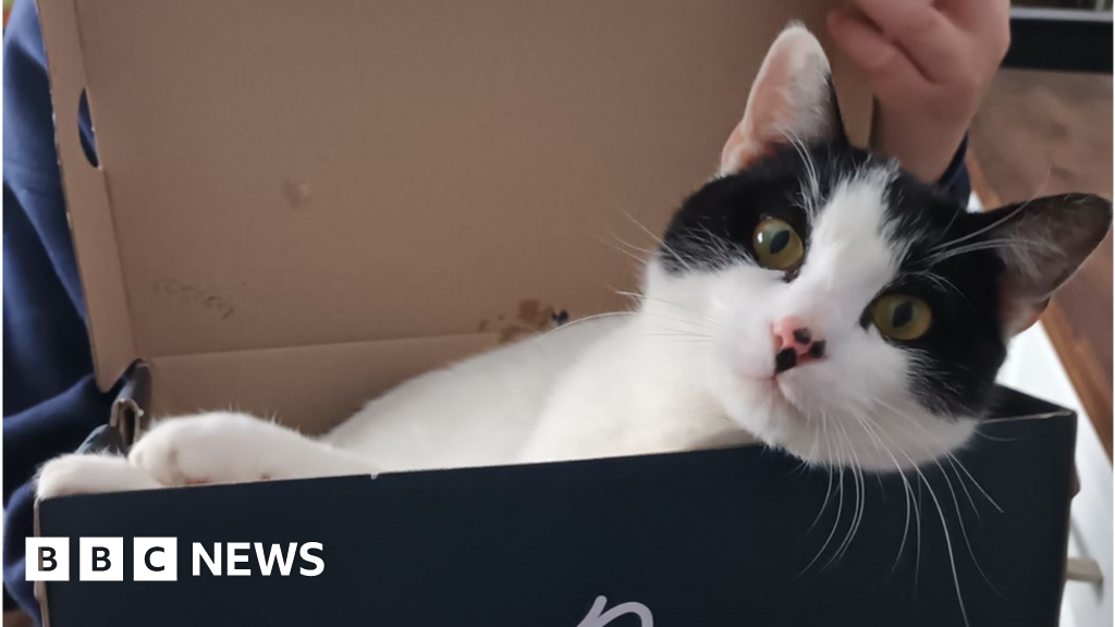 Suffolk cat put down after being 'kicked or stamped on'
