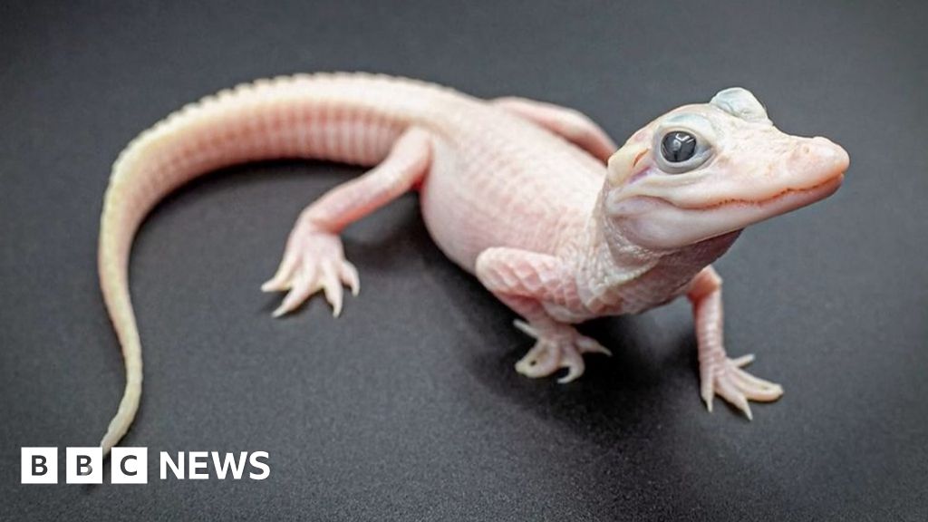 See 'beyond rare' white baby alligator born in US