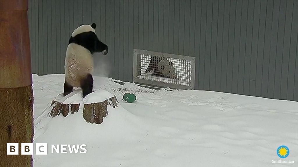 Watch: Giant pandas play in Washington DC snowstorm