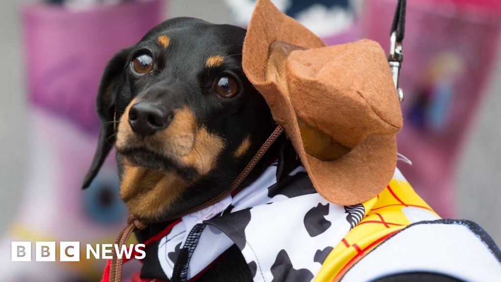 Sausage dogs get dressed up for OgmorebySea charity walk BBC News