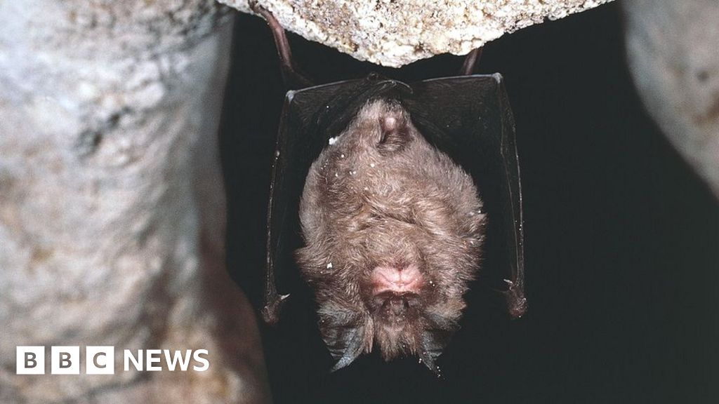 Covid-19: Infectious coronaviruses 'circulating in bats for decades'