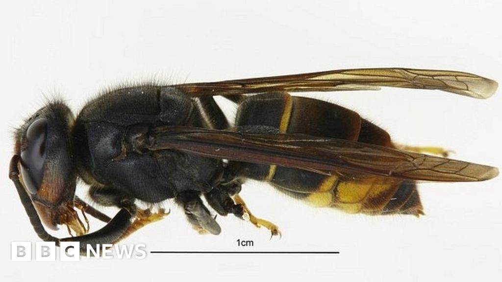 Invasive Asian Hornet Spotted In Britain For First Time, Experts ...