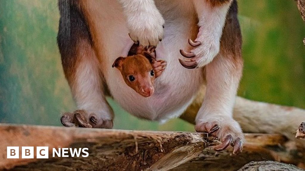 Chester Zoo: Rare tree kangaroo emerges from mum’s pouch