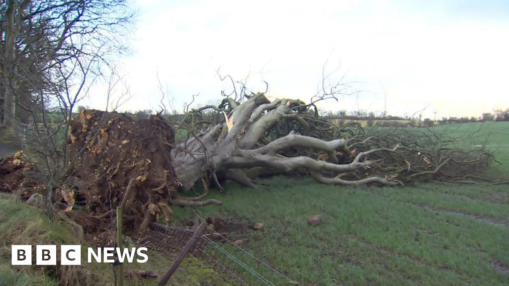 Game of Thrones: Dark Hedges tree falls in high winds