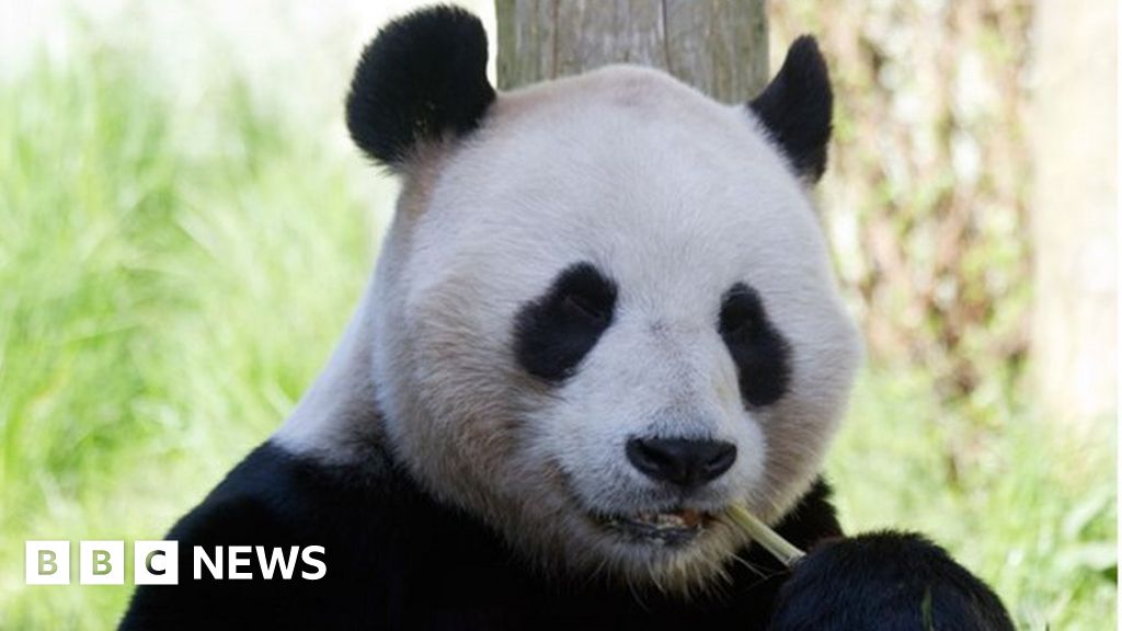 Giant pandas director quits Edinburgh Zoo - BBC News