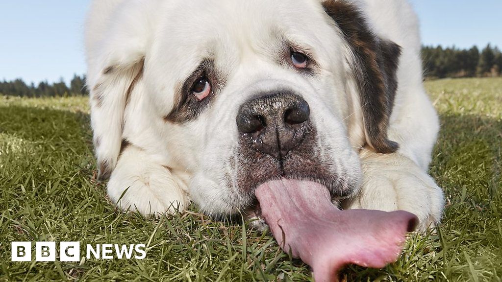 The dog with the world's longest tongue - BBC News