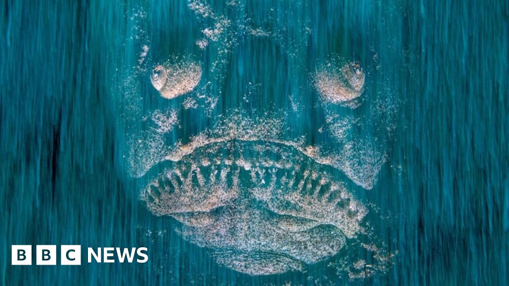 Wildlife Photographer of the Year: ghostly face or fish?