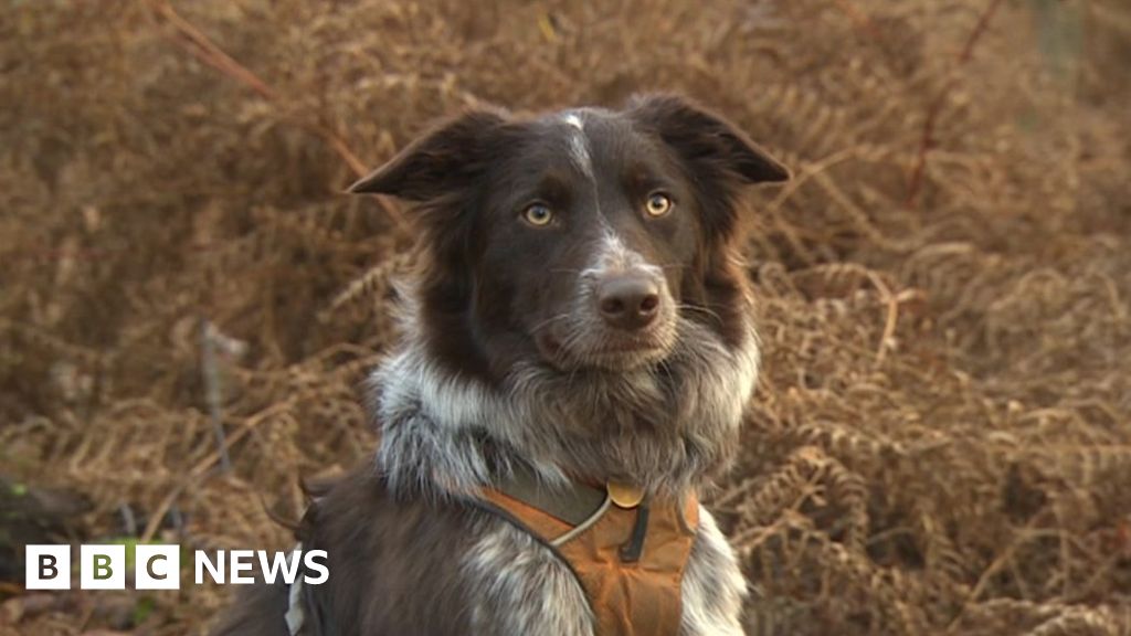 search-dogs-of-sussex-does-your-pooch-have-what-it-takes-bbc-news