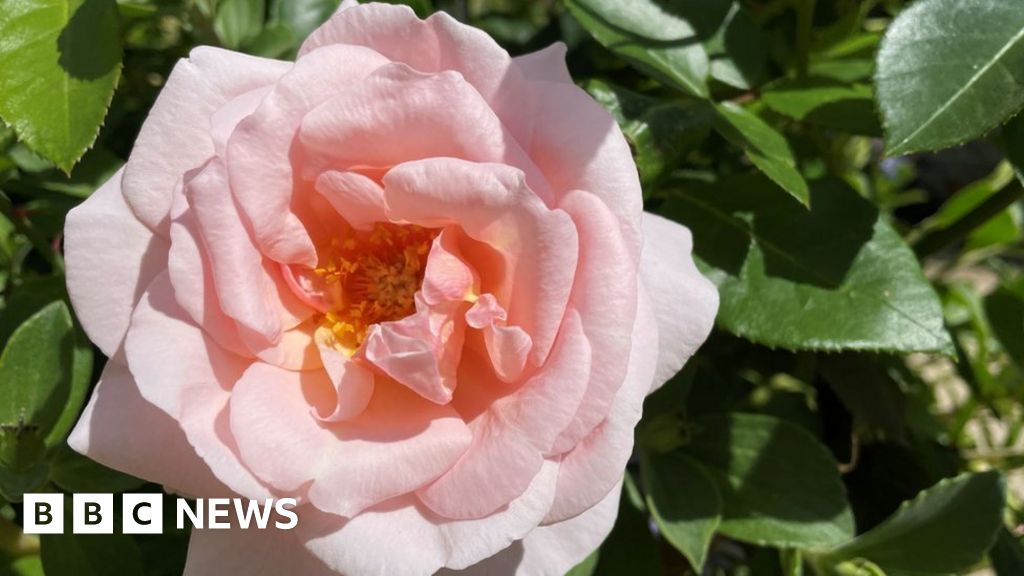 In Pictures: Oxford Botanic Garden Celebrates 400th Anniversary - BBC News