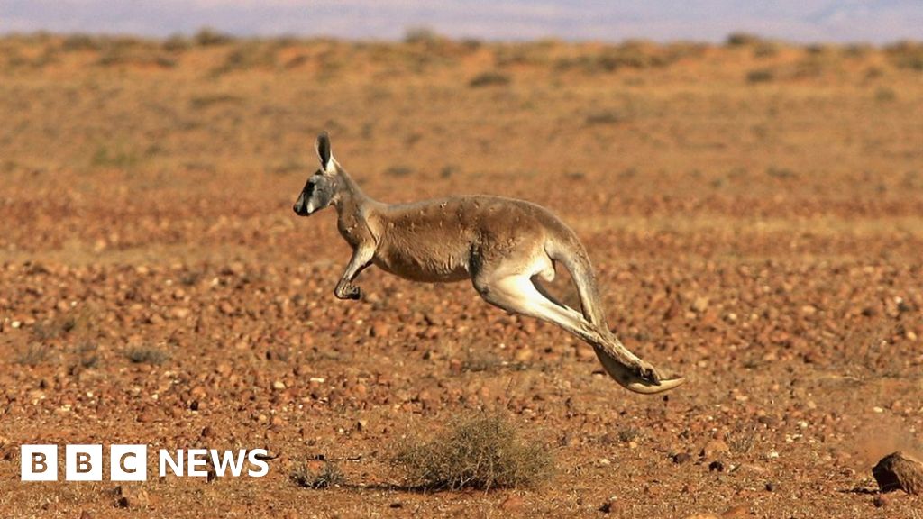 Car firm Volvo tests kangaroo avoidance system in Australia - BBC News