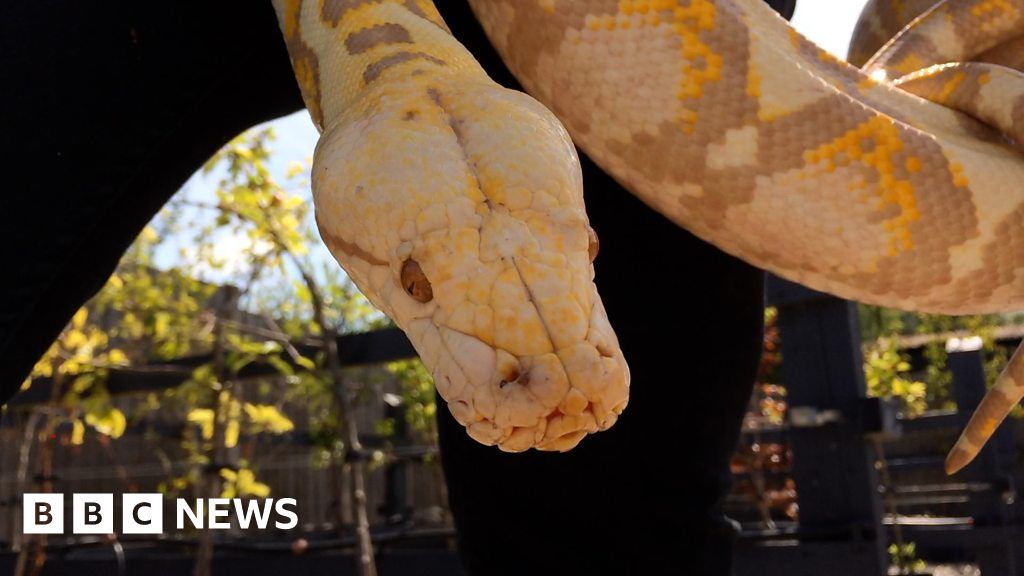 Norfolk Broads python discovery mystery - BBC News