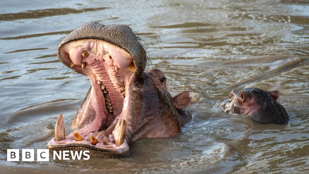 Poachers target hippos for giant teeth in place of ivory