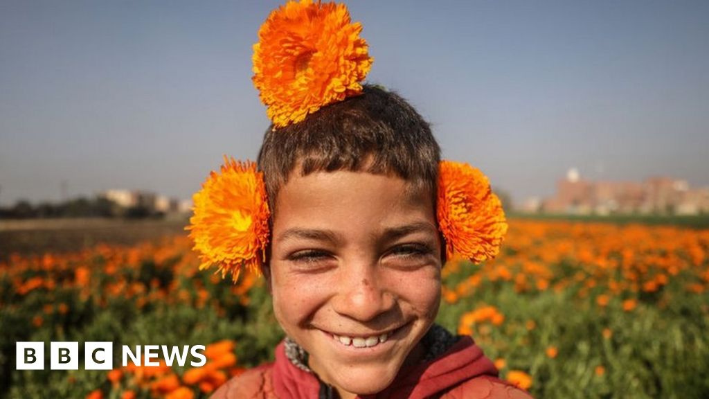 Petals, pastries and prizes: Africa's top shots