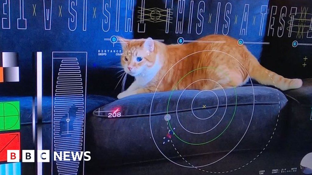 La NASA transmite un vídeo de gatos desde el espacio profundo con un láser