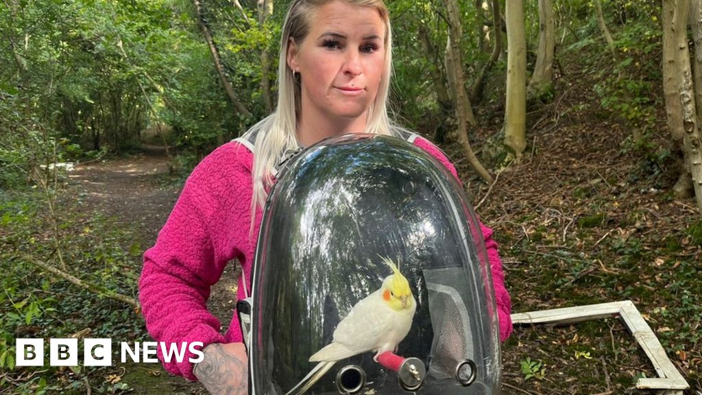 Missing Doncaster cockatiel prompts unusual search tactic by owner